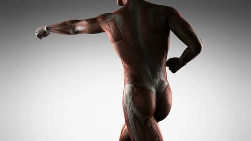 Anatomie der menschlichen Muskulatur