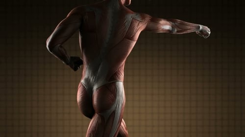 3D Animated Human Muscle Anatomy for Medical and Fitness Visuals