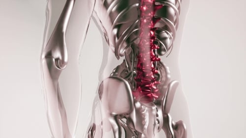 Human Spine Skeleton Bones Model with Organs