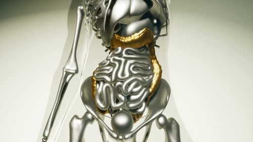 3D Render of Human Large Intestine and Colon Anatomy