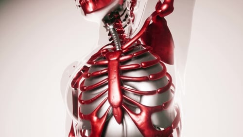 3D Animated Human Torso Scan with Red Skeleton and Organs