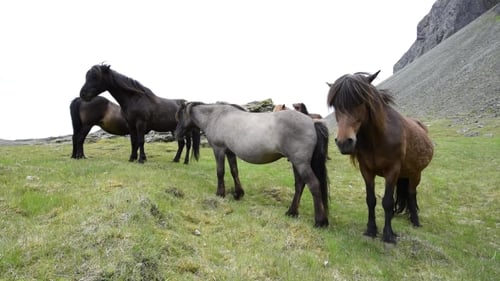 Horses Grazing Peacefully on Green Icelandic Hillside