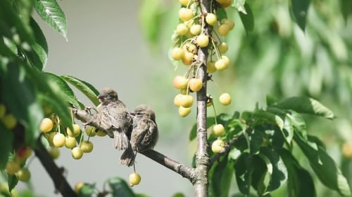Starling isst Kirschen