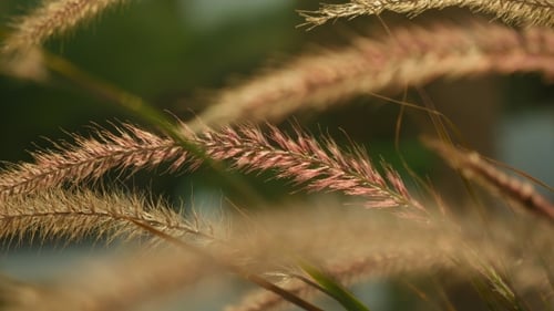 Beautiful Grass Ear Spikes at the Sunset