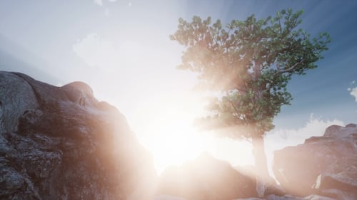 Sun Beams Through Trees