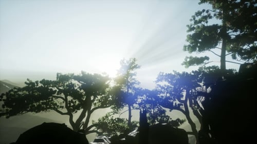Sun Beams Through Trees