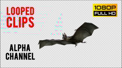 Realistic Flying Bat Loop Animation