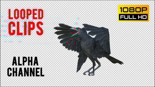 Realistic Black Crow Landing with Alpha Channel