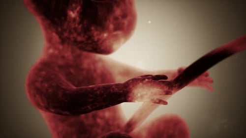Medizinische 3D-Animation eines menschlichen Fötus