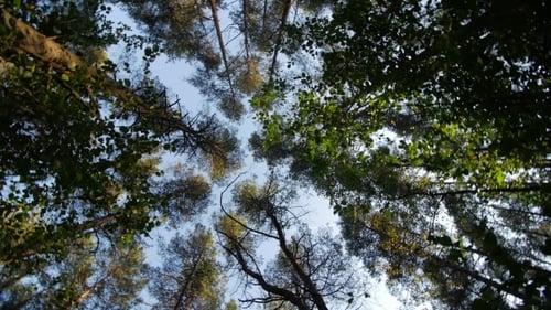 Look Up To the Blue Sky in Green Woods Through the Tall Trees
