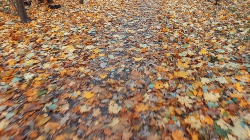 Birch and Maple Trees in the Autumn Forest