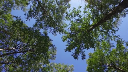 Bouleaux et érables dans la forêt d'été
