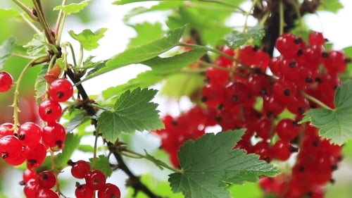 Lush Red Currant Berries on a Bush