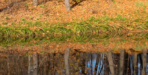 Spiegelung