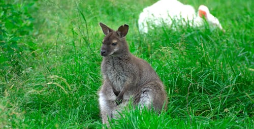 Nachdenkliches Känguru