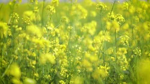 Vibrant Yellow Flowers Swaying in a Field