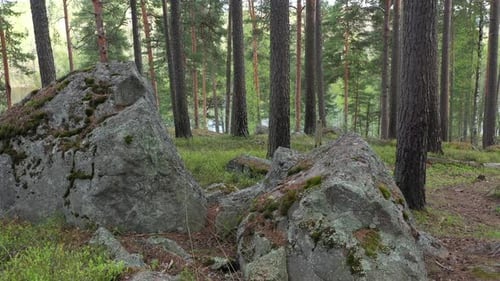 Flight at the Pine Forest