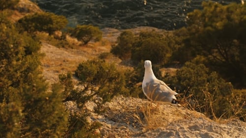 Seagull Takes Flight at Sunset over Ocean