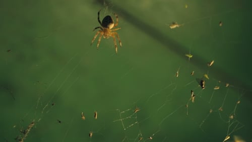 Une araignée attrape