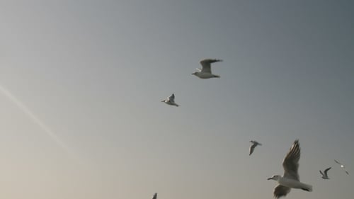 Vogelschwarm im Himmel