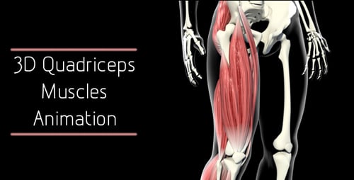 3D Quadriceps Muscles