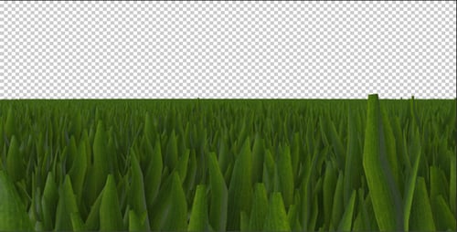 Grass