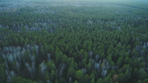 Aerial Nature View of Green Wild Forest