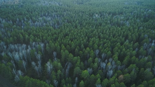 Luftaufnahme des grünen Wildwaldes