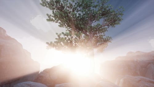 Sun Beams Through Trees
