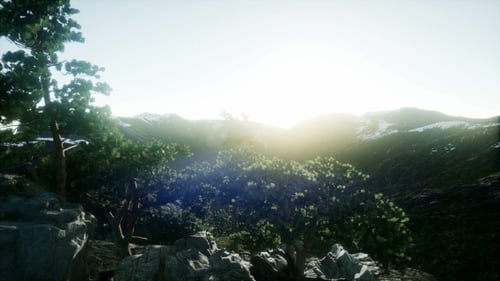 Sun Beams Through Trees