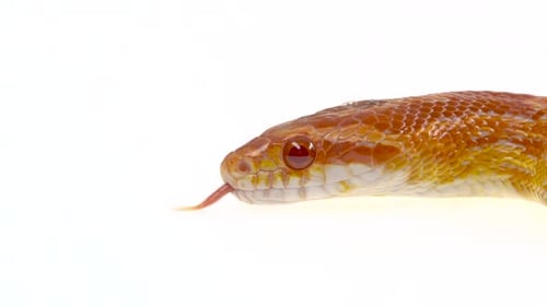 Python tigre Molurus Bivittatus Morph Albine Birman sur fond blanc. Gros plan