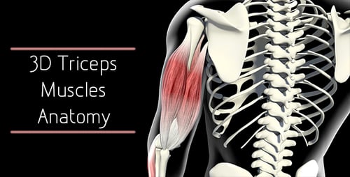 Human Arm Muscles and Skeleton Medical Anatomy 3D Animation