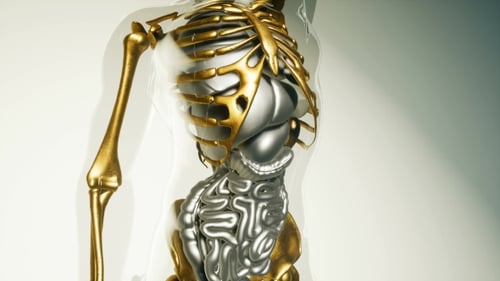 3D Human Torso with Metallic Skeleton and Internal Organs