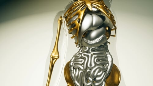 3D Human Torso Anatomy Scan with Gold Skeleton and Organs