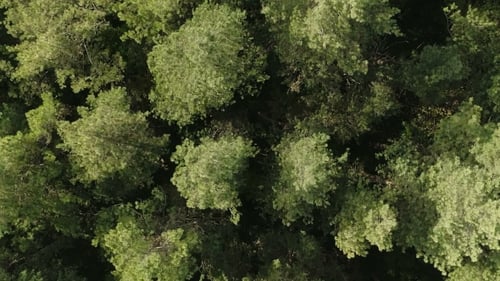 Aerial Nature View of Green Wild Forest