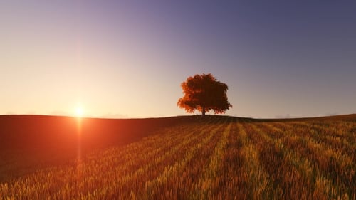 Golden Sunrise Over Grassy Field with Lone Tree