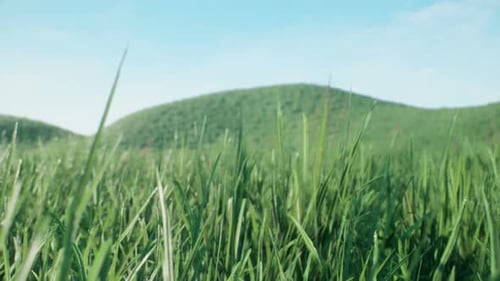 Summer Nature With Green Fields