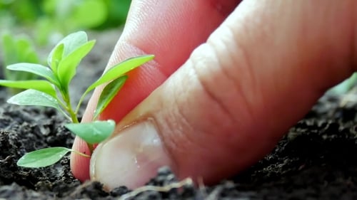 Male Hand Planting Young Green Plant