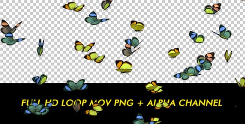 Butterflies - Colorful Swarm - Closeup Loop