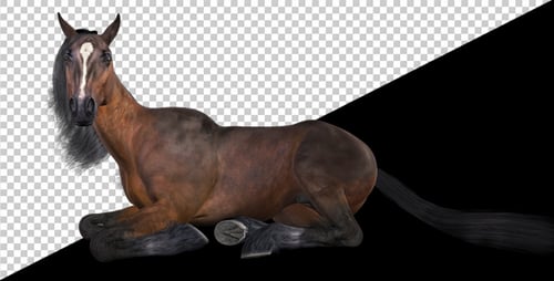 Chestnut Horse Laying Loop