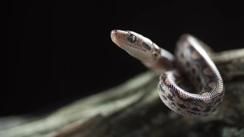 Exotic Snake Coiled on Wood Extending Tongue