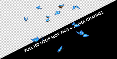 Butterflies - Blue Charaxes Swarm - Resizable Loop