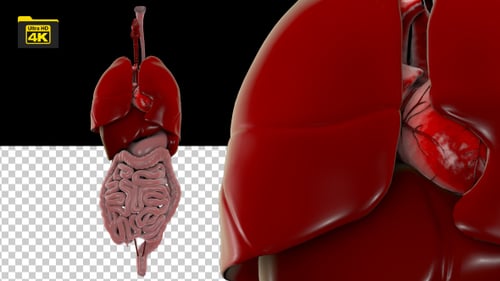 4K Human Organs