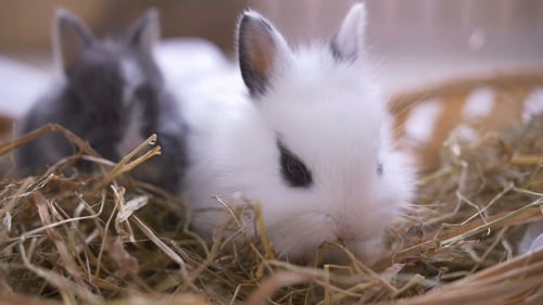 Two Baby Rabbits in a Bed of Hay