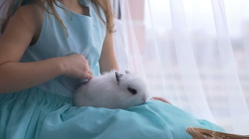 Girl Gently Pets White Rabbit on Lap