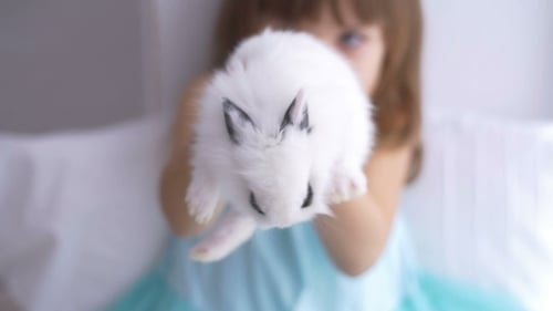 Little Girl Gently Holding a Fluffy White Rabbit