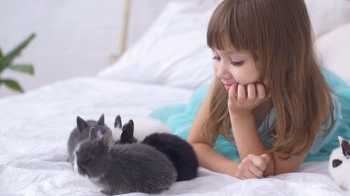 Girl Watches Cute Rabbits on Bed Indoors