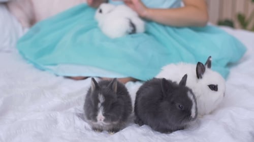 Young Girl Posing with Adorable Bunnies on Bed