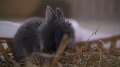 Adorable Gray Rabbit Eats Hay Close-up