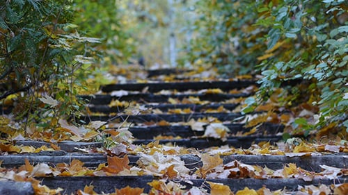 Herbstblätter rascheln im Wind